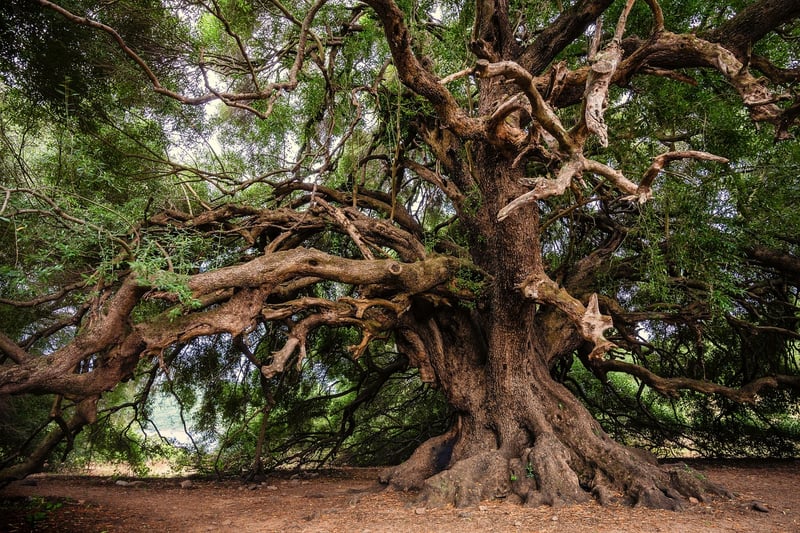 Forest Photography
